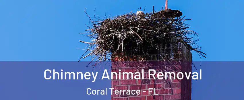  Chimney Animal Removal Coral Terrace - FL